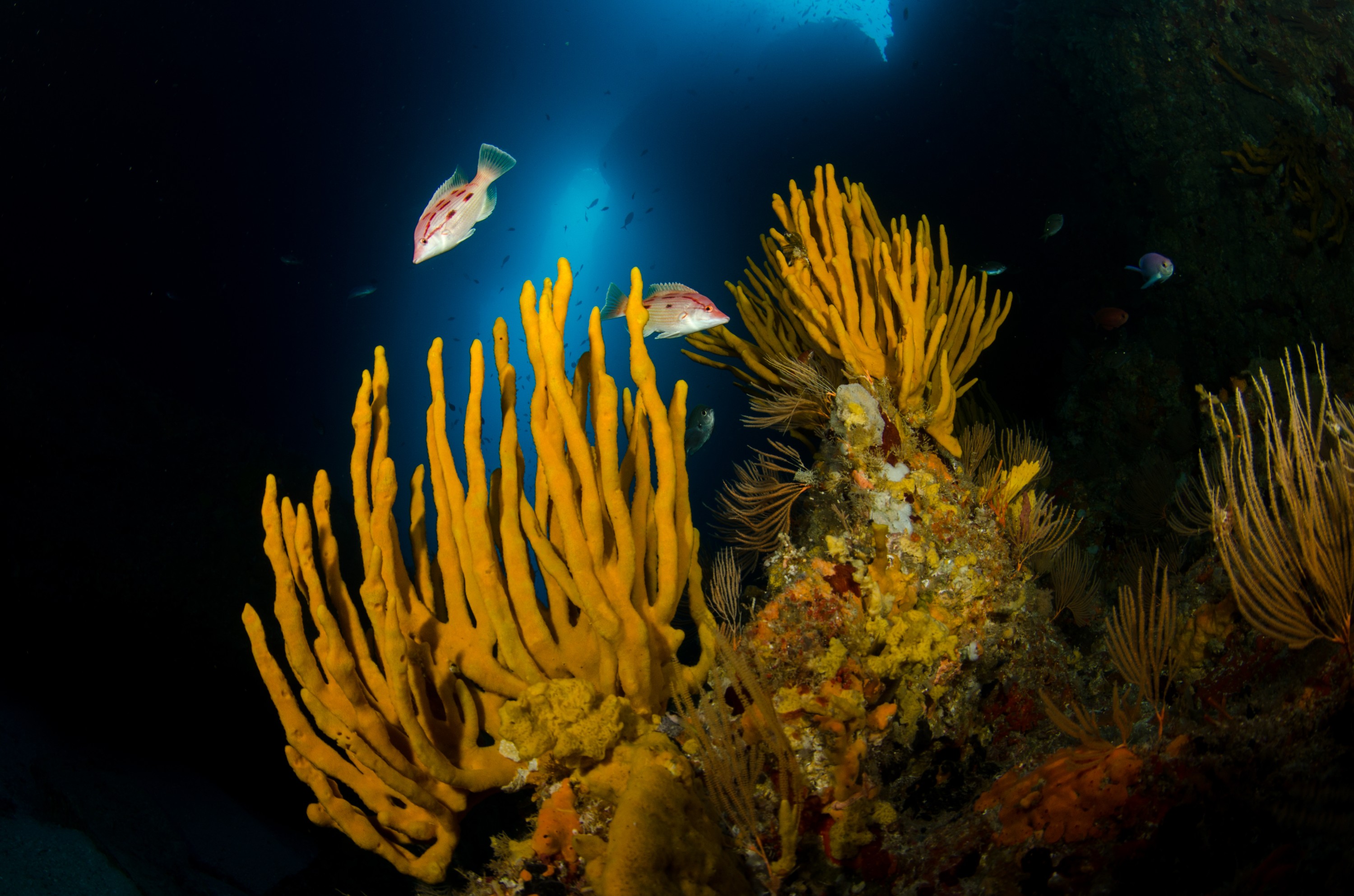 DSC_3089 – crispin, nz, new, zealand, new zealand, poor, knights, marine, reserve, sponge, garden, unknown